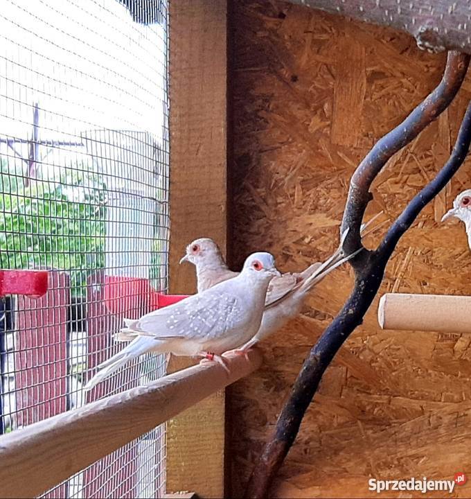 Sprzedam gołąbki diamentowe mazowieckie