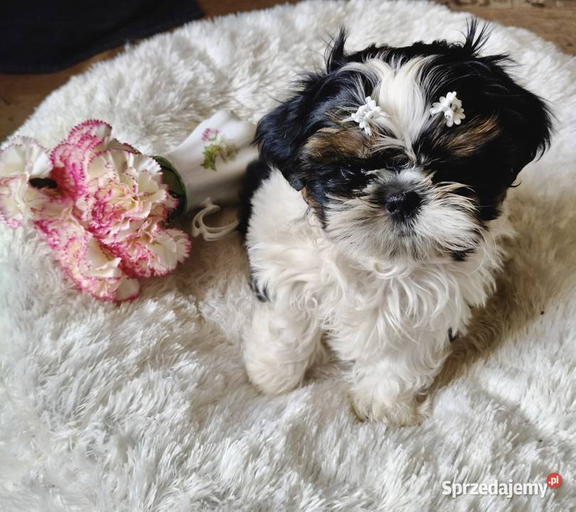 Shih tzu piesek FCI Wałbrzych