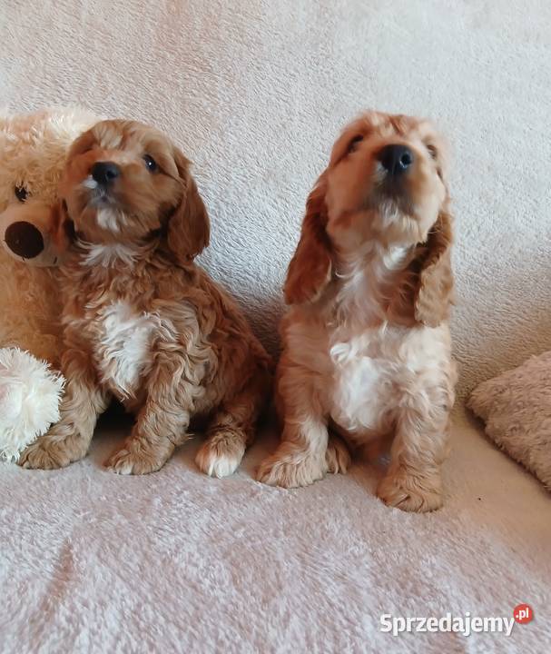 Cockapoo F1 suczki Pudel Cocker Spaniel Toruń