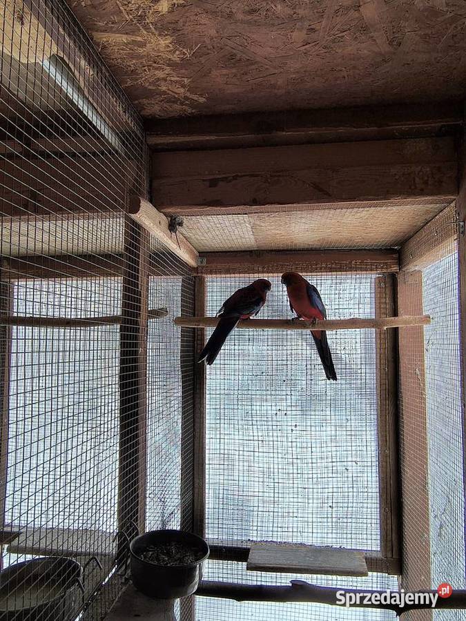 Rozella Królewska para 2019 roku Myślenice