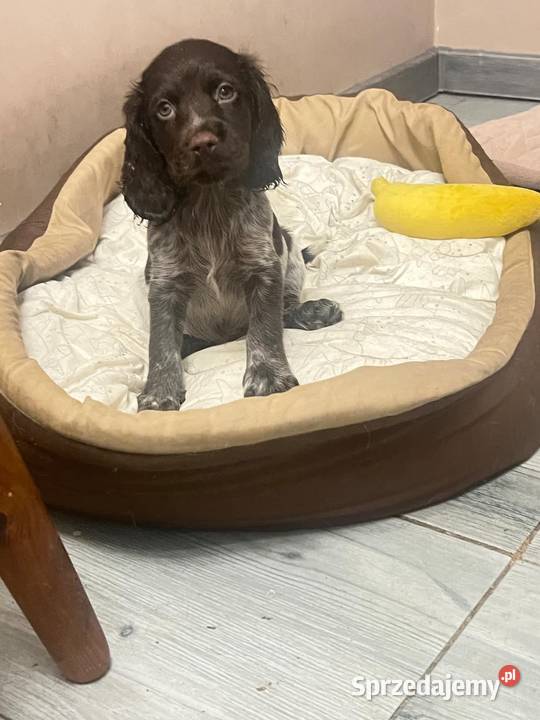 Szczenięta Polski Spaniel Myśliwski Warszawa