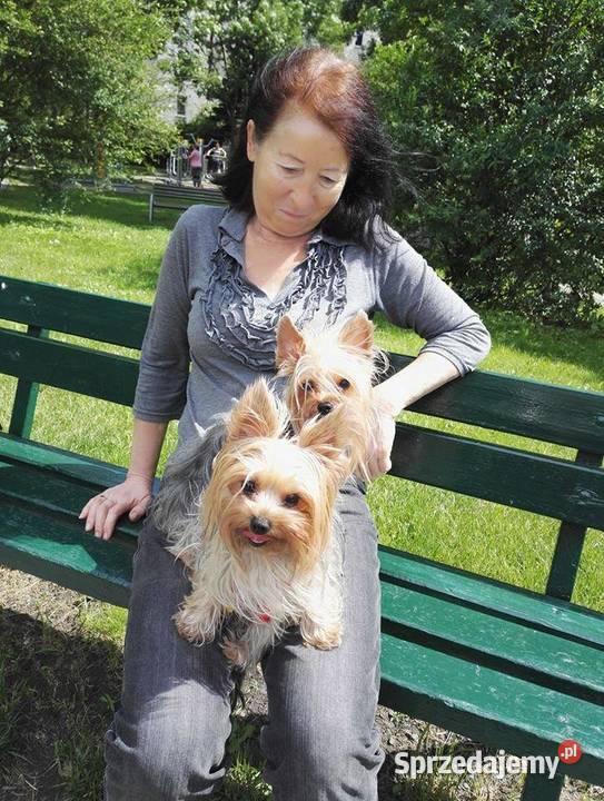 YORKSHIRE TERRIER REPRODUKTOR Z RODOWODEM FCI Kraków