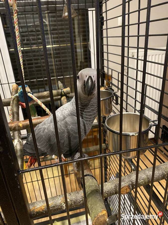 PAPUGA ŻAKO KONGIJSKA Syców