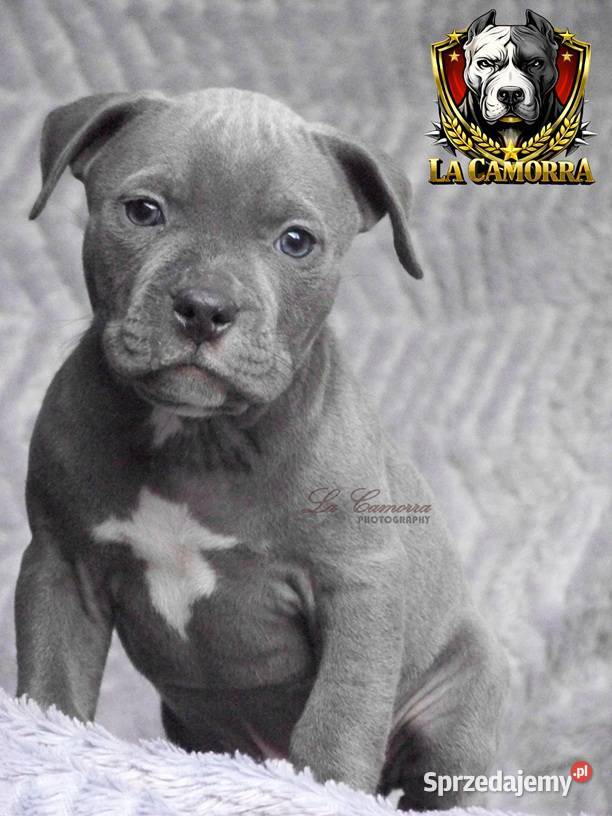 American Staffordshire Terrier Blue Amstaff Paczków