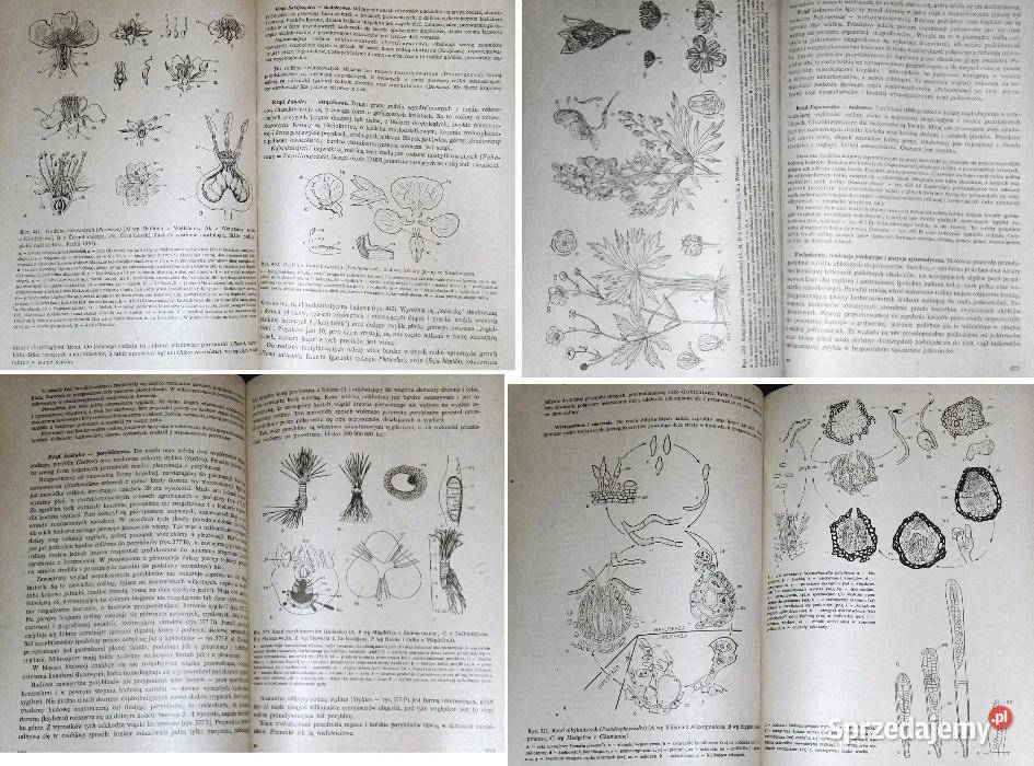 Botanika Alicja Szweykowska Jerzy Szweykowski Chełm sprzedam