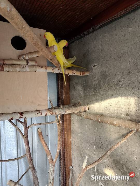 Aleksandretta obrozna Tarnów