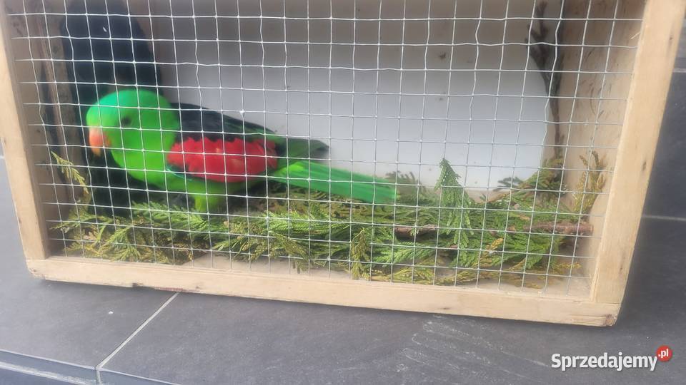 Papuga czerwonoskrzydła Wieliczka