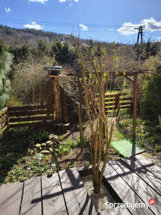 Sprzedam dom w centrum Stróży koło Myślenic asfalt Stróża sprzedam