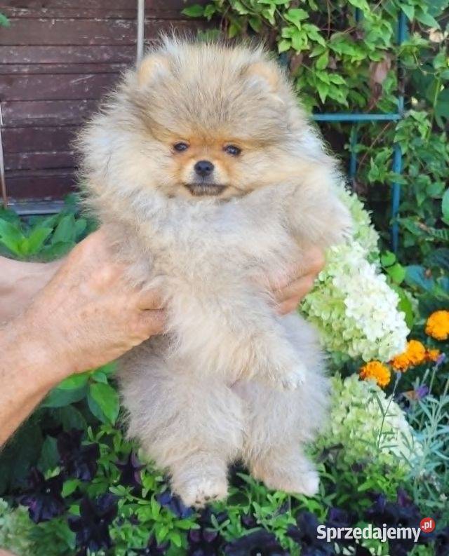 Szpic miniaturowy pomeraniansuczka ZKwP FCI śląskie