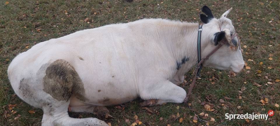 Jalowica 600 Kalinówka Królewska