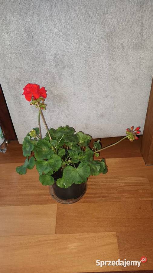 Duża pelargonia kwitnąca aktualnie na czerwono Warszawa