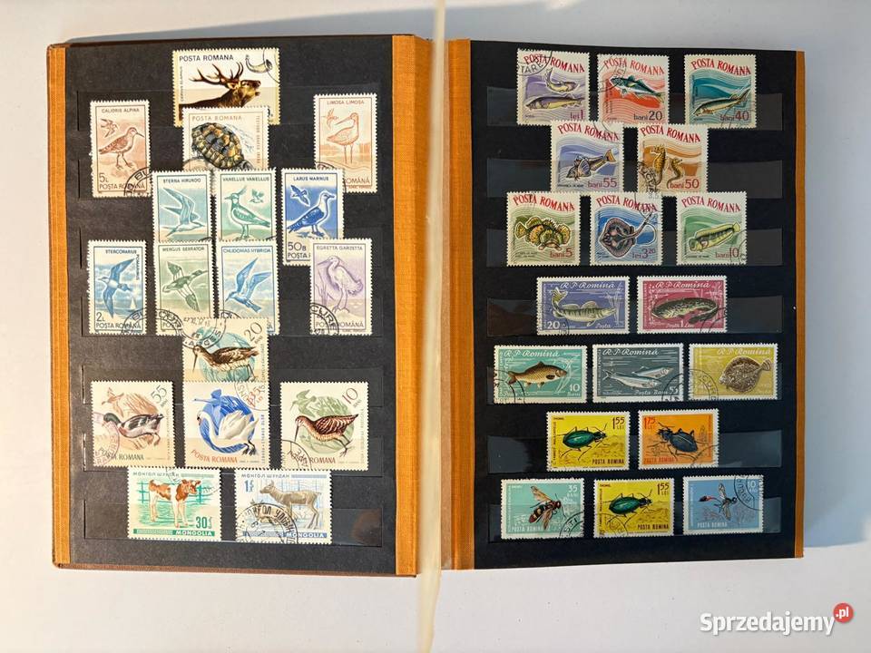 KLASER FLORA i FAUNA dolnośląskie Góra