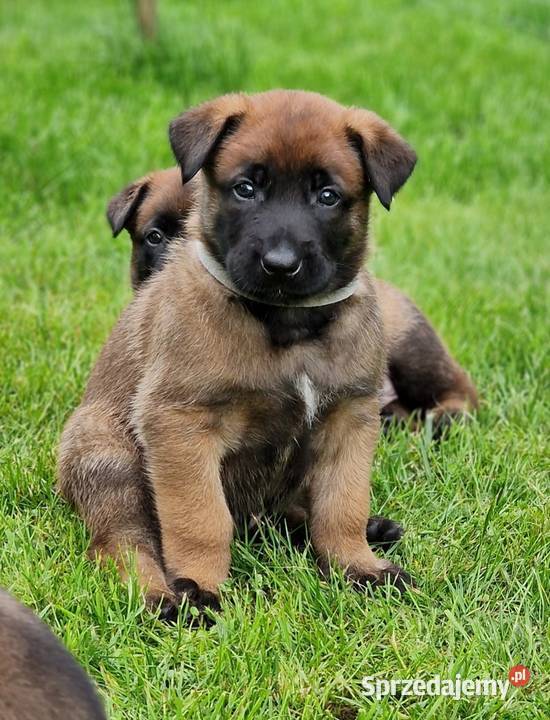 Owczarek belgijski Malinois FCI zapowiedz miotu Nowy Sącz sprzedam