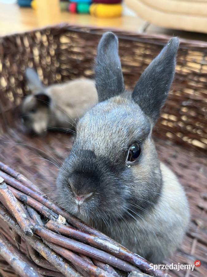 2 zakochane króliki wykastrowane zaprzyjaźnione Warszawa
