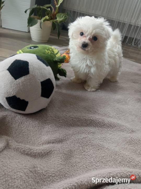 Maltańczyk piesek podkarpackie Dębica