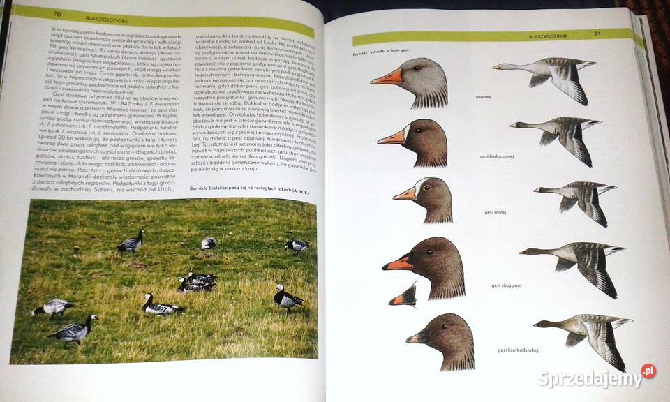 Ptaki Polski Tom I Andrzej G Kruszewicz Chełm