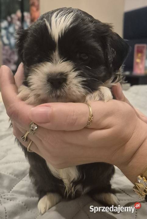 Piesek Shih tzu