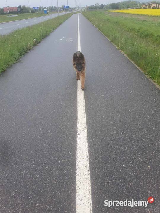 sprzedam szczeniaki Przemyśl