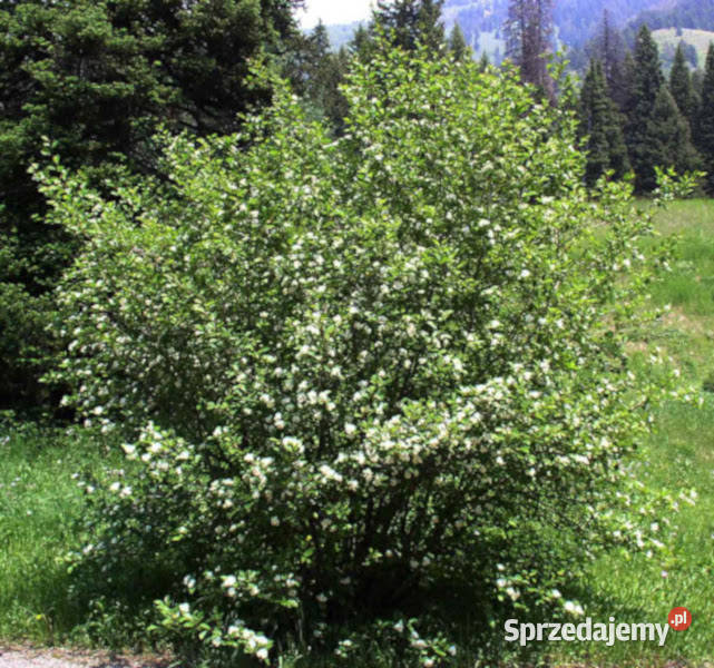ŚWIDOŚLIWA OLCHOLISTNA Mandam sadzonki w