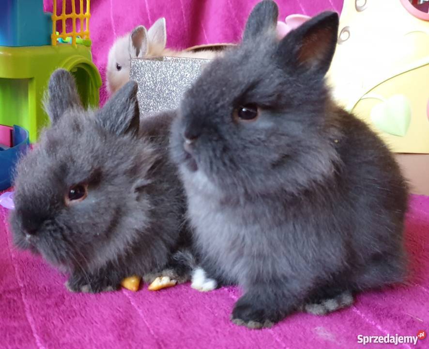 Króliki karzełki miniaturki królik karzełek Kraków