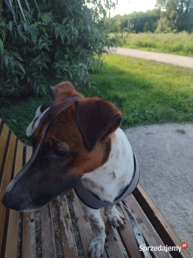 Sprzedam psa pies szczeniaka szczeniak Junior mazowieckie Międzyborów