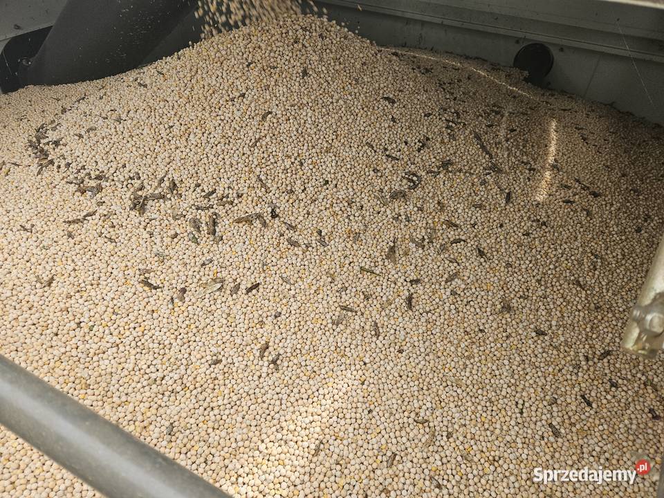 Pszenżyto zboże Groch Astronaute podlaskie