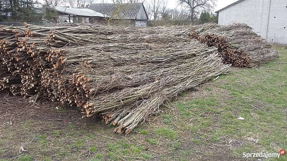 Faszyna Kiszka faszynowa paliki kołki z Drelów