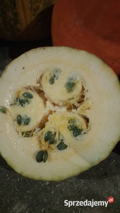 dynia ekologiczna Pozostałe Dziadowa Kłoda