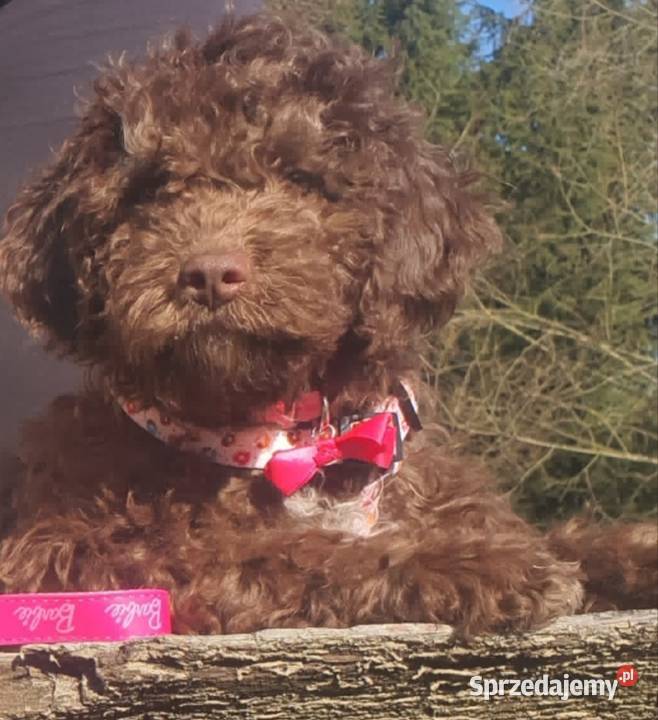 Lagotto Romagnolo Lipno sprzedam