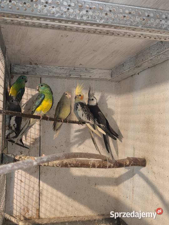 Świergoty papugi tegoroczne