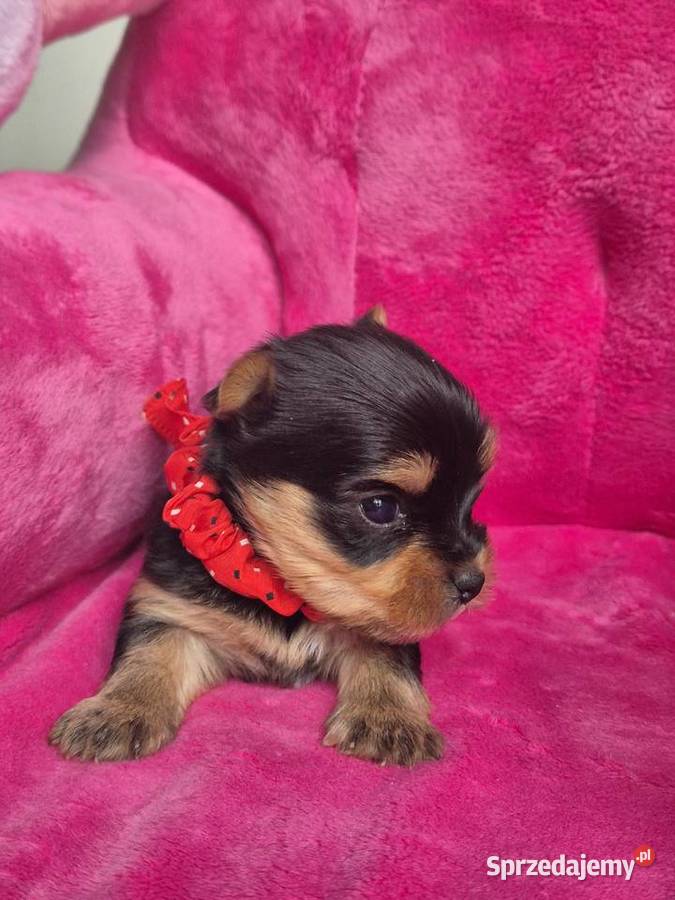 Yorkshire Terrier malutki chłopiec Poddębice