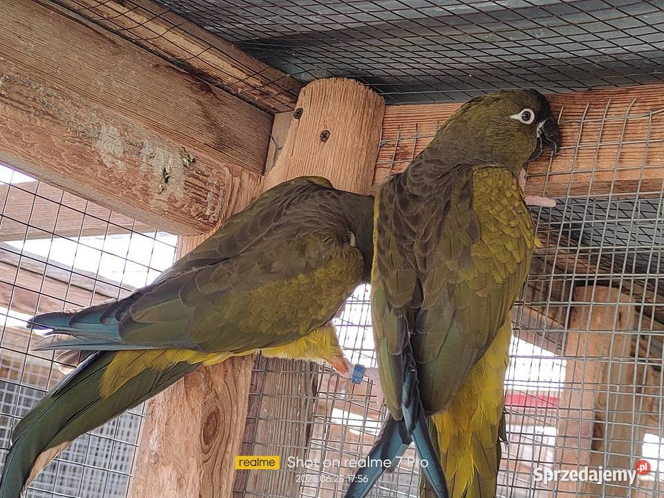 Patagonki pary samice konury Parzno sprzedam