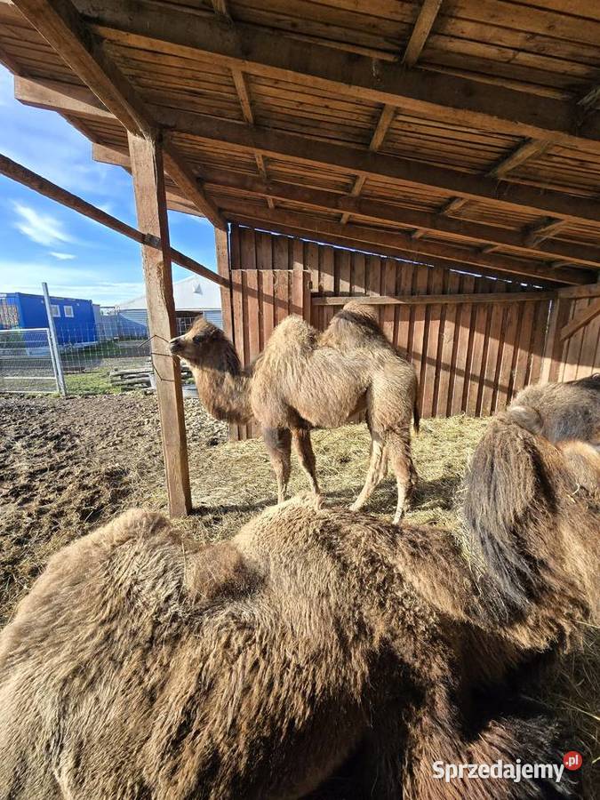 Wielbłąd dwugarbny samica z 2025r.