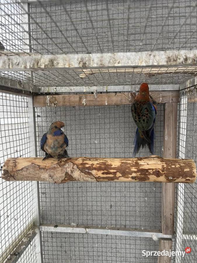 Rozelle królewskie Ptaki Sośnicowice