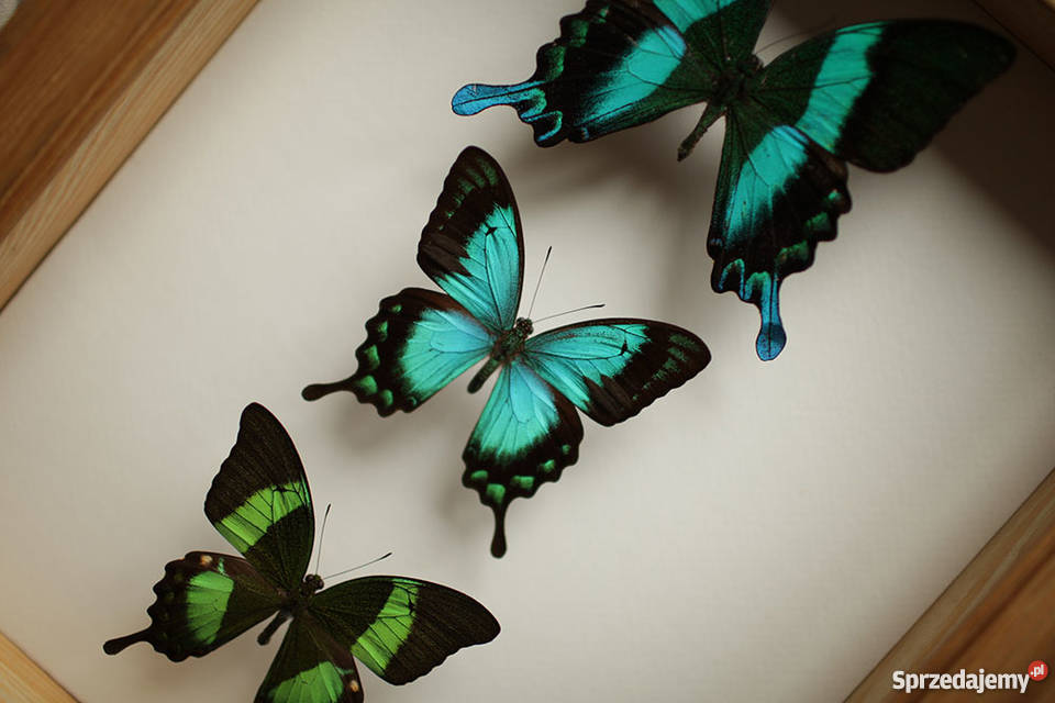 Promocja Prawdziwe motyle w gablocie kolekcja Wrocław