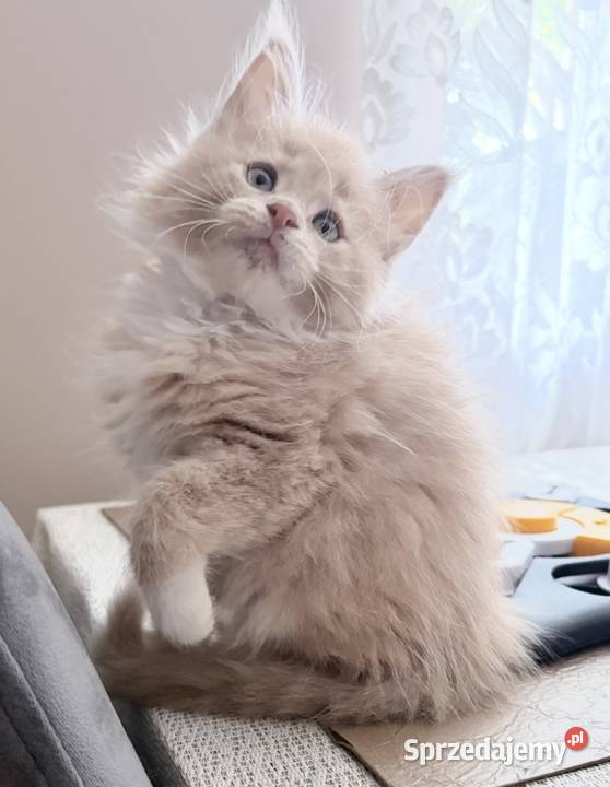 Maine Coon kotki Maine Coon Wińsko