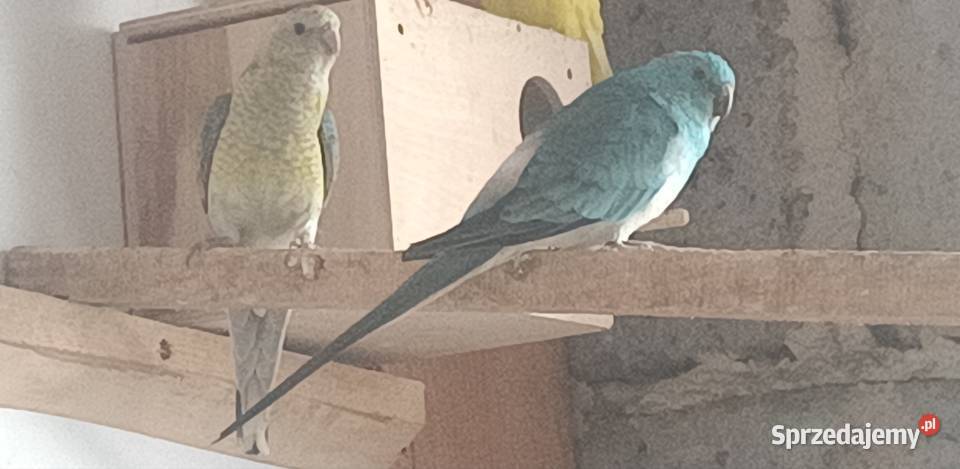 Papugi świergoty i inne Ptaki Bobrowa Wola