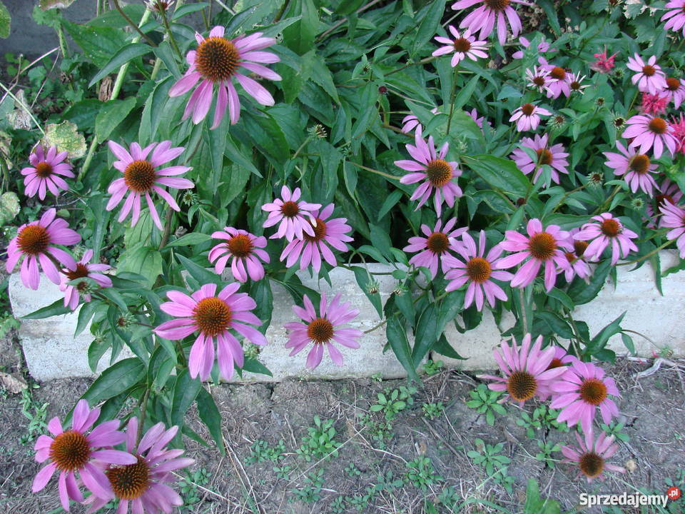 Byliny kwiaty do ogrodu różne Skoczów