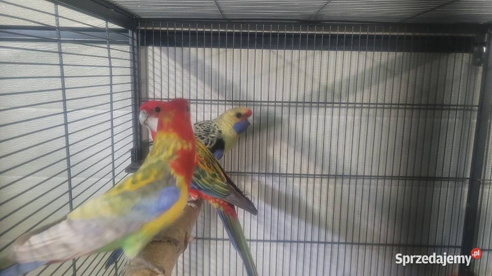 Rozelle białolice Wieliczka