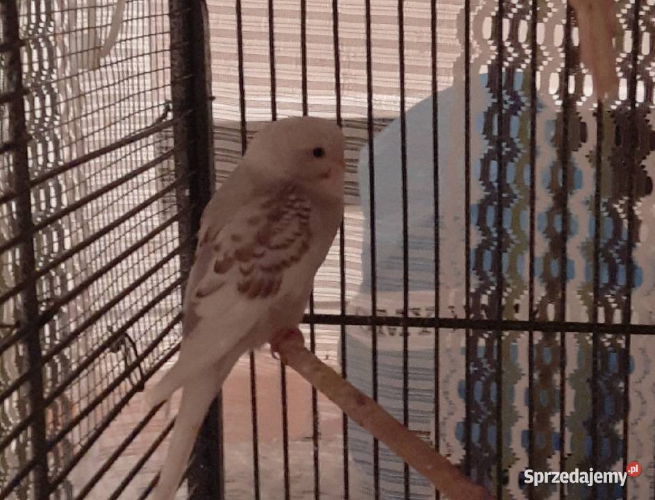 Sprzedam papugi faliste Reda