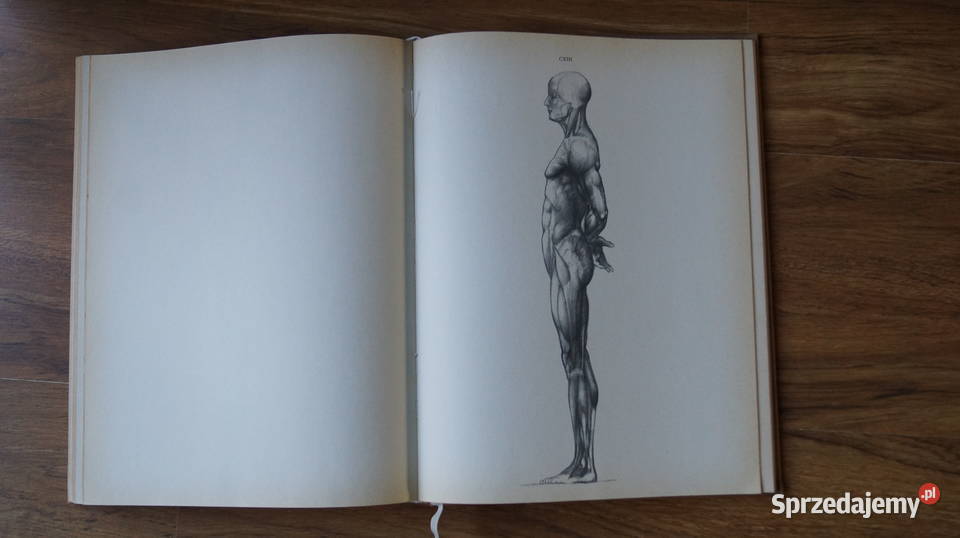 Jeno Barcsay Anatomia artysty 1988 Mrowino