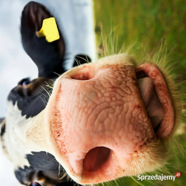 Lizawka solna biała CIECH Paleta 960 Darmowa warmińsko-mazurskie Olsztyn