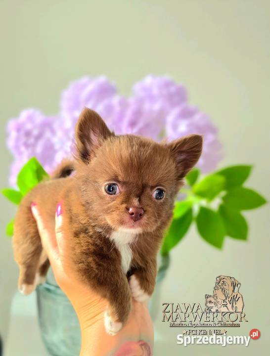 Chihuahua długowłosy FCI Chihuahua Chihuahua Bydlino