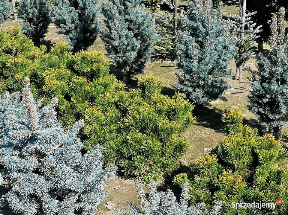 sosna kosodrzewina Winter Gold Ogród małopolskie Skała