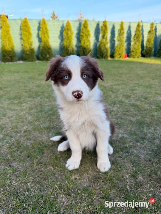 Szczeniaki Border Collie Jagatowo