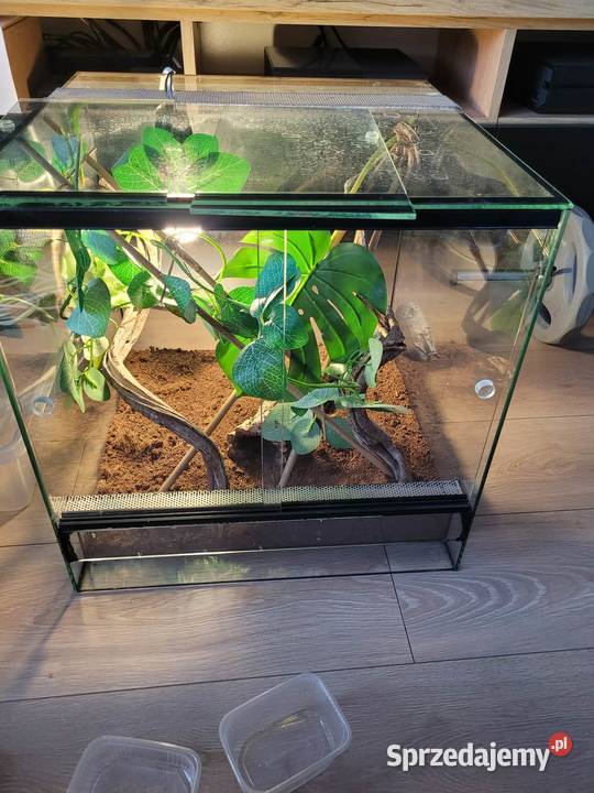 3x terrarium felsuma madagaskarska łódzkie Bełchatów