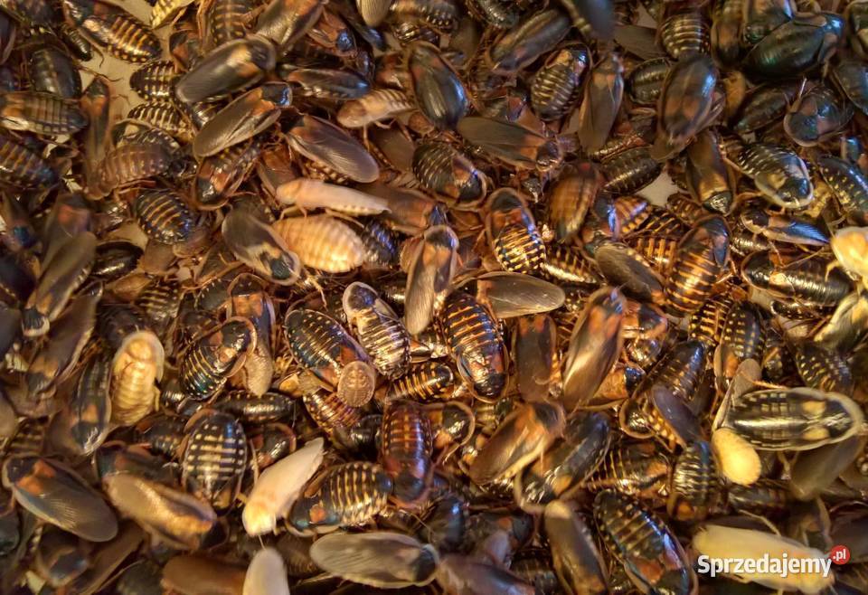 Karaczany argentyńskie Blaptica dubia