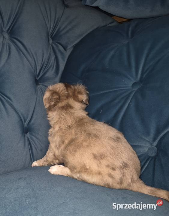 Chihuahua długowłosy piesek o wyjątkowym dolnośląskie Wrocław sprzedam