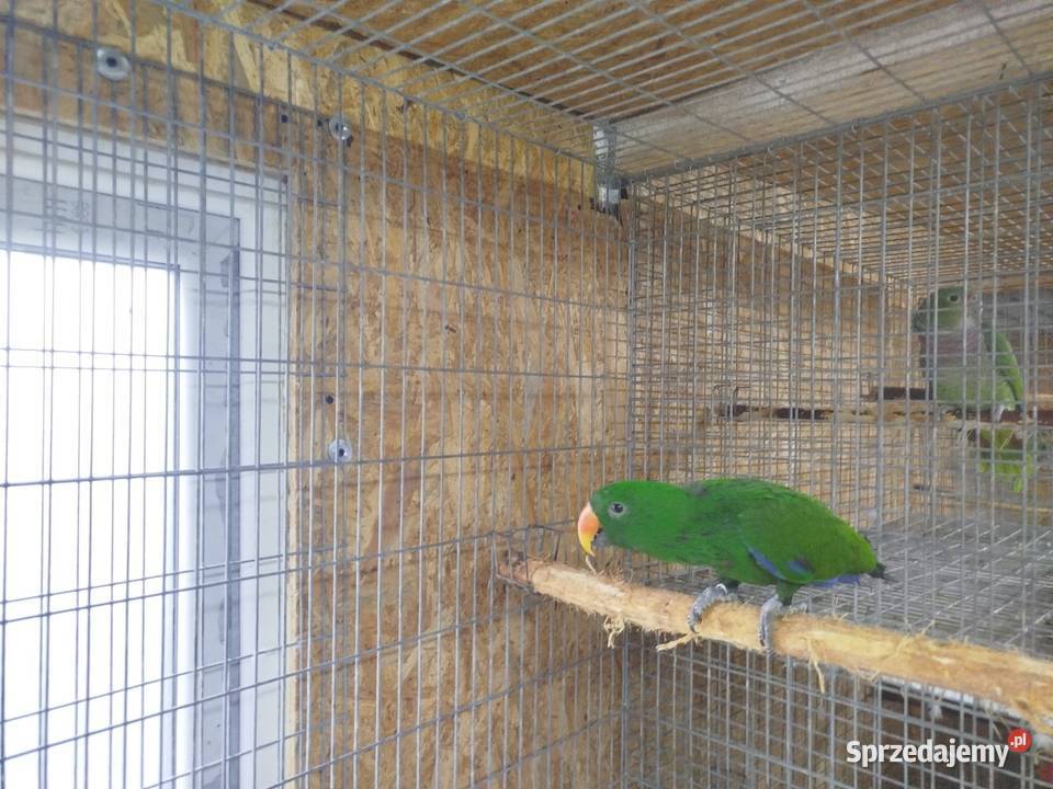 Lora Wielka EKLEKTUS Siedlce sprzedam