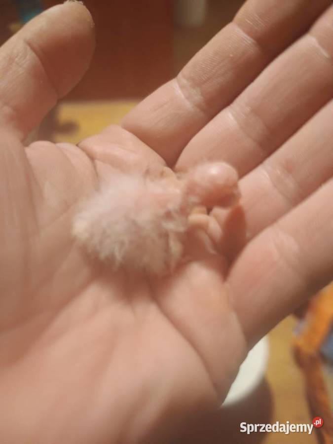 Papugi rudosterki ręcznie karmione sprzedam